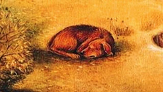 Wajah Atau Anjing Objek Pertama Yang Dilihat Ungkap
