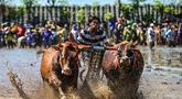 Seorang joki memacu sapi saat karapan dalam Festival Sapeh Brujul di Probolinggo, Jawa Timur pada Minggu 24 Mei 2026. (Juni KRISWANTO/AFP)