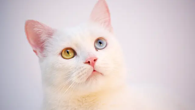 Kucing Putih