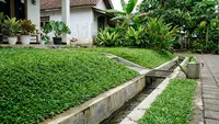 9 Tanaman Penutup Tanah untuk Area Drainase, Halaman Lebih Rapi dan Bebas Erosi