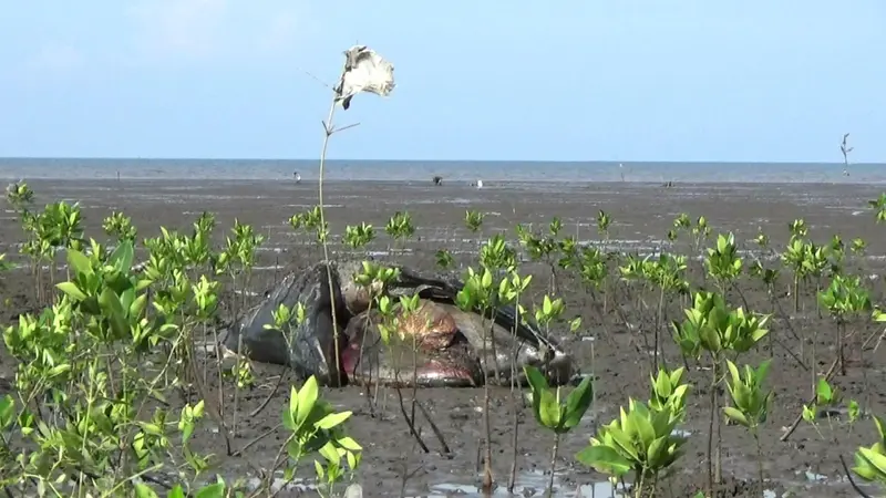 Bangkai Paus di Probolinggo Terbawa Arus ke Tengah Hutan Mangrove