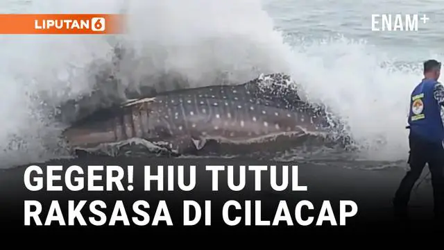 Geger! Hiu Tutul Raksasa Sepanjang 6 Meter Terdampar di Cilacap