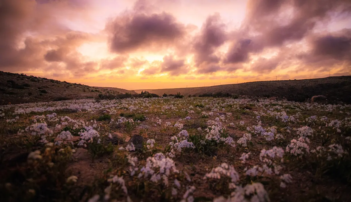Bunga mekar di Gurun Atacama dekat Copiapo, Chili, pada 23 September 2022. Presiden Chili Gabriel Boric mengumumkan pada 2 Oktober 2022, pembuatan taman nasional di bagian selatan Gurun Atacama , wilayah paling gersang di dunia, untuk melindungi fenomena berbunga yang terjadi secara luar biasa di wilayah Copiapo, sekitar 500 km sebelah utara Santiago. (Sebastian OJEDA / Imagen Chile / AFP)