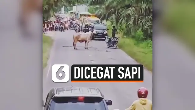 VIDEO: Seekor Sapi Cegat Pengendara Motor dan Mobil ditengah Jalan