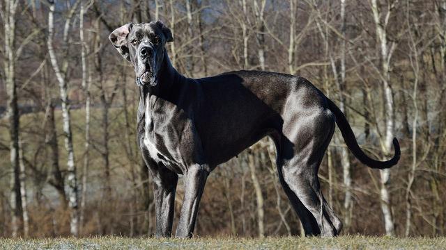 Great Dane