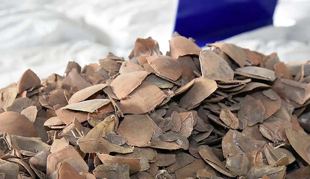 Sisik trenggiling saat diamankan Bea Cukai Thailand di Bangkok (2/2). Sisik trenggiling tersebut rencananya akan dikirimkan ke Laos melalui Thailand. (STR / Thai Customs Department / AFP)