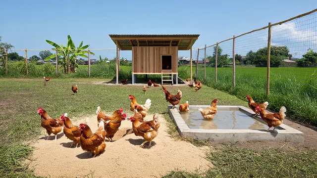Model Kandang Ayam Semi Umbaran Biar Ayam Lebih Sehat dan Cepat Besar (AI)