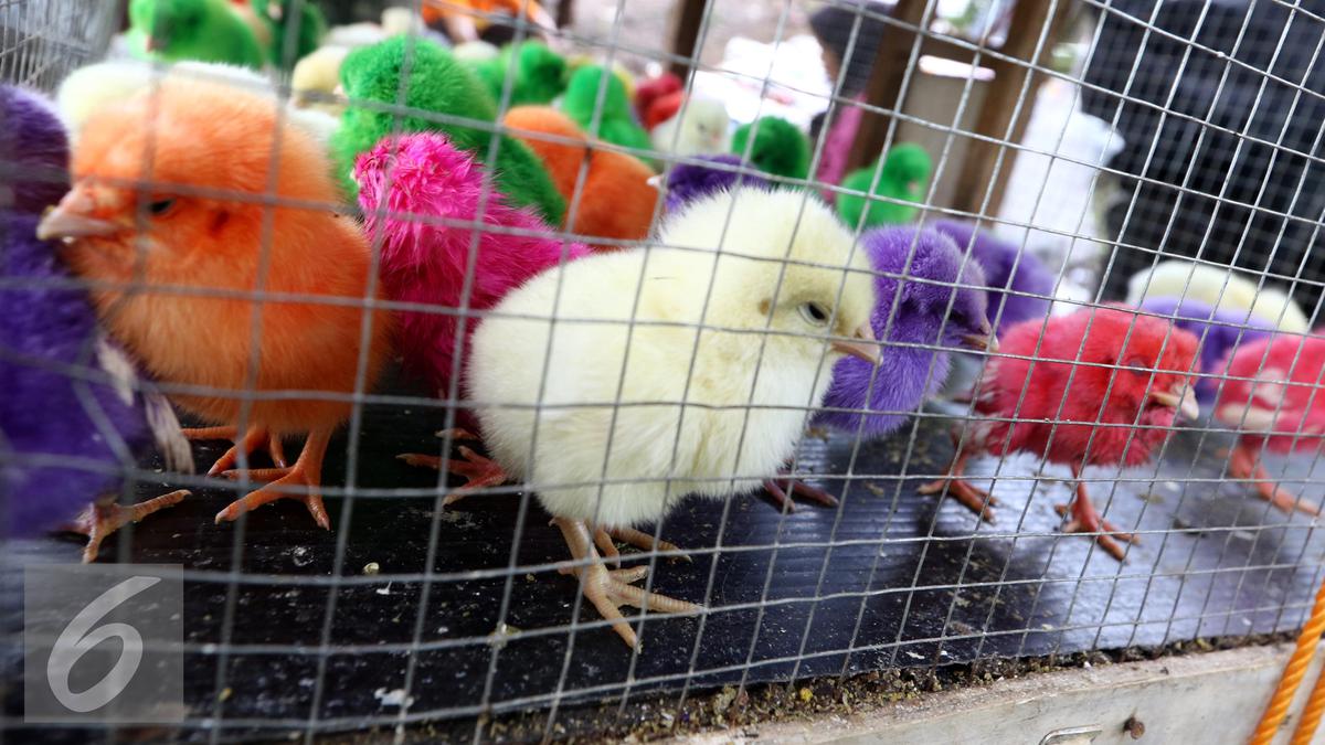7 Pakan Ayam Warna Warni Supaya Cepat Besar, Rekomendasi Ahli untuk Panen Optimal