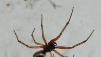 Laba-laba janda palsu atau false widow spider. (Wikimedia/Creative Commons)
