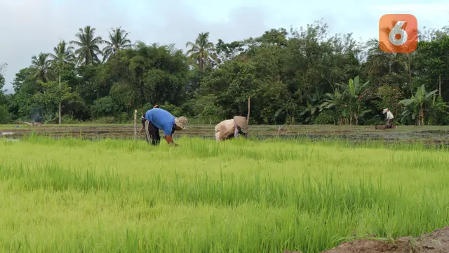 petani di lahan sawah di desa bahagia kecamatan palolo, kabupaten sigi