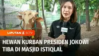 Panitia kurban Masjid Istiqlal menerima hewan kurban berupa sapi jumbo dari Presiden Joko Widodo. Secara keseluruhan Presiden menyalurkan 68 ekor sapi untuk hewan kurban, termasuk di Ibu Kota Nusantara.