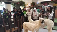 Alpaca, hewan mirip llama yang biasanya hidup di daerah dingin, menyemarakkan liburan Natal dan Tahun Baru di Tangcity Mal, Tangerang. (Liputan6.com/Pramita Tristiawaty)