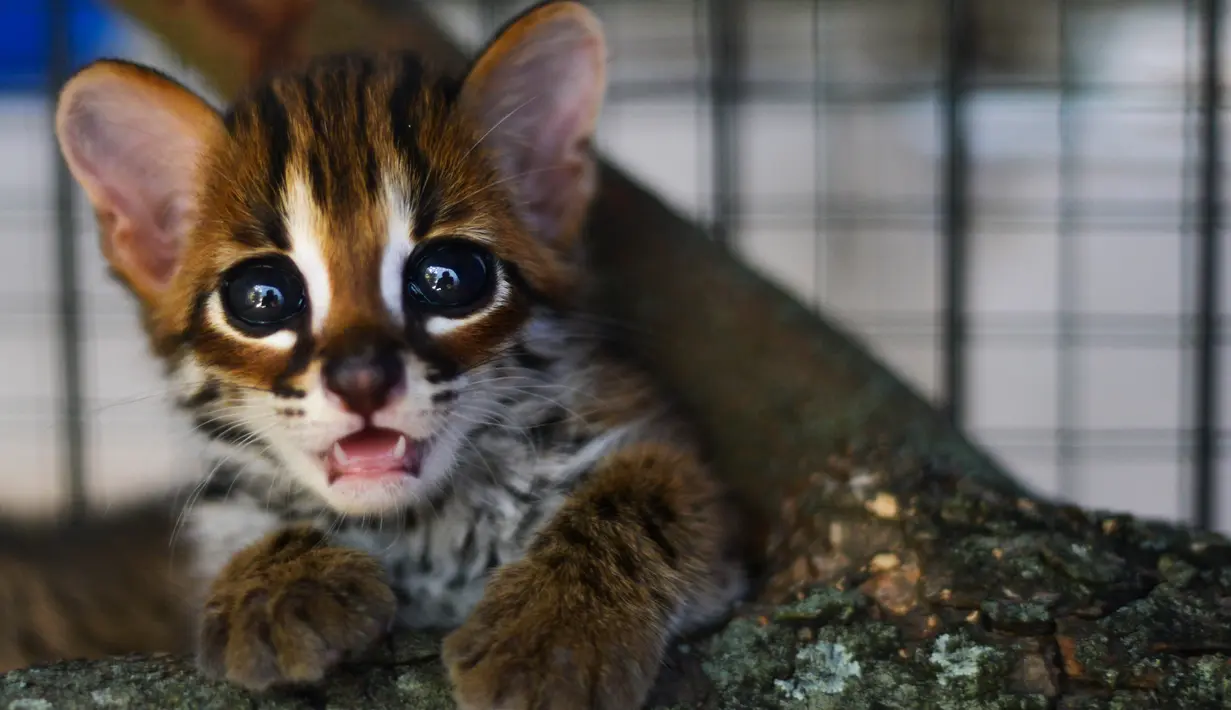 Seekor anak kucing hutan berada dalam kandang perawatan Balai Konservasi Sumber Daya Alam (BKSDA) di Banda Aceh, Selasa (5/11/2019). BKSDA Aceh merawat satwa langka dan dilindungi hasil sitaan dan serahan warga untuk direhabilitasi dan dilepasliarkan kembali ke habitatnya. (CHAIDEER MAHYUDDIN/AFP)