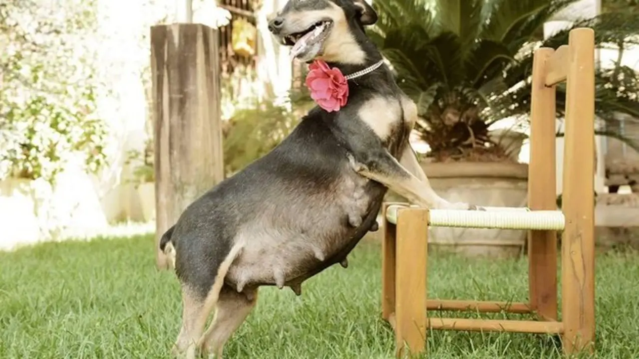 Gemas! Anjing hamil ini berpose layaknya model