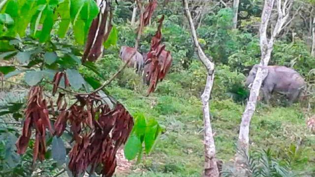 Gajah liar dari TNTN yang terpantau masuk ke kebun dan mendekati pemukiman masyarakat di Riau.