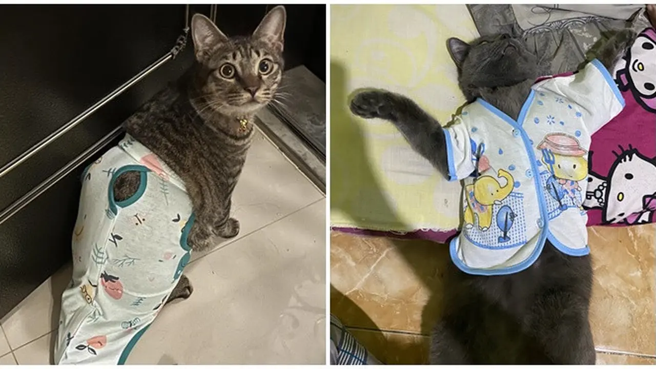 6 Potret Kucing Pakai Piyama Ini Bikin Gemas, Bak Bayi Manusia Sebelum Tidur