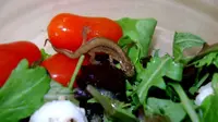 Katharine Temukan Cicak Berlendir di Paket Salad yang Dibelinya