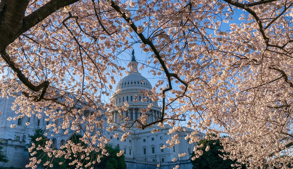 Gedung Capitol atau kantor Kongres terlihat di tengah pohon sakura yang bermekaran di Washington, Amerika Serikat, Senin (1/4). Bunga sakura ini merupakan pemberikan Wali Kota Tokyo pada tahun 1912 yang merupakan hadiah sebagai bentuk persahabatan kedua negara. (AP/J. Scott Applewhite)