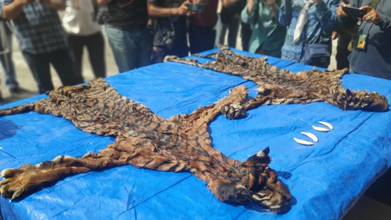 Dua kulit harimau beserta 4 taring yang disita petugas dari penjual kulit satwa di Riau.