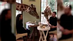 Bosan makan dengan konsep yang biasa? Coba datangi resoran di Kenya ini. Anda bisa makan bersama dengan jerapah liar.