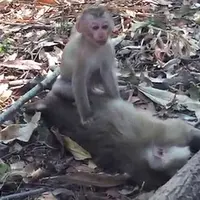 Anak monyet ini enggan tinggalkan jasad sang ibu yang mati tertabrak. (Storyful)