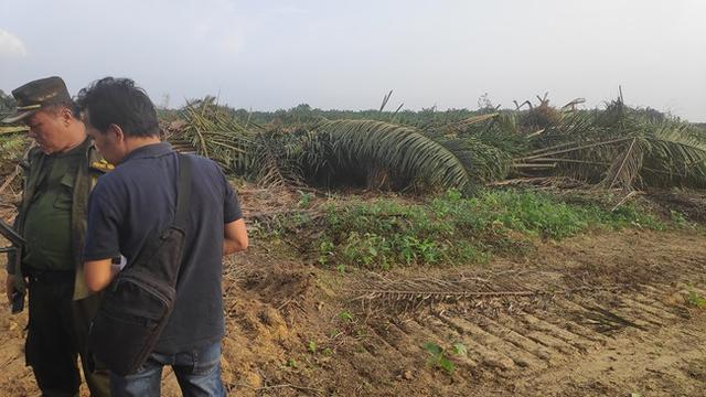 Sawit bertumbangan setelah diratakan dengan alat berat oleh petugas eksekusi lahan di Pelalawan.