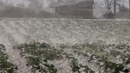 Pengendara motor melintas dekat lahan pertanian kubis yang diselimuti abu vulkanis pascaerupsi Gunung Sinabung di Karo, Sumatra Utara, Senin (10/8/2020). Gunung Sinabung meletus dengan tinggi kolom abu mencapai 5.000 meter di atas puncak gunung atau sekitar 7.460 mdpl. (Xinhua/Alberth Damanik)
