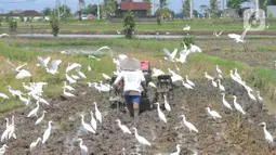 Petani membajak sawah dengan menggunakan traktor dikelilingi burung kuntul yang mencari makan di desa Penarukan, Mengwi, Bali, Rabu (4/5/20222). Sawah tersebut akan ditanami padi jenis Cigeulis dengan masa umur panen sekitar 3 bulan. (merdeka.com/Arie Basuki)