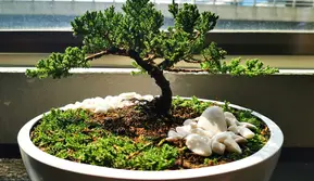 Trik Merawat Tanaman Bonsai agar Tetap Sehat dan Indah