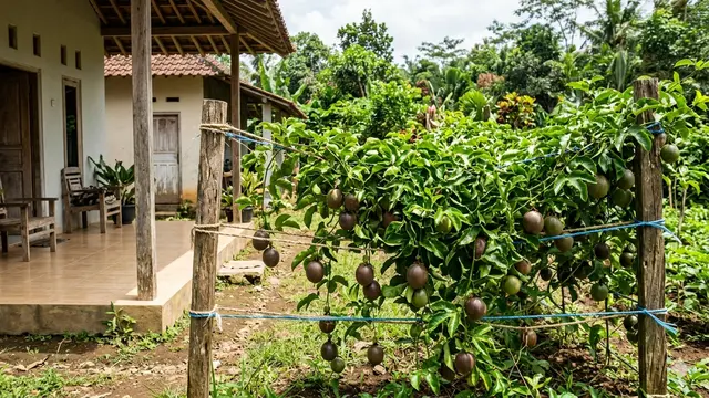Tanaman Rambat Buah yang Cocok Ditanam Menggantung di Pagar Rumah. Gemini