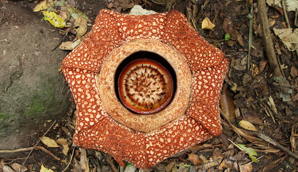 Bunga raksasa Rafflesia Arnoldii mekar sempurna dengan kelopak berjumlah tujuh di habitat Rafflesia Padang Guci, Kaur, Bengkulu, Rabu (17/1). Rafflesia Arnoldii berkelopak tujuh mekar sempurna (biasa hanya lima lembar) dengan lebar 85 cm. (DIVA MARHA/AFP)