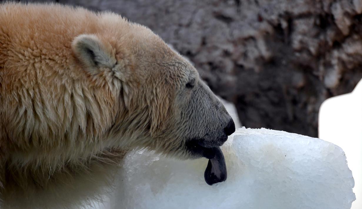 Seekor beruang kutub, Szeriy, menjilati balok es raksasa di Kebun Binatang dan Kebun Raya Budapest, Hungaria, 4 Agustus 2017. Gelombang panas ekstrem ini diperkirakan akan berlangsung hingga Rabu (9/8) pekan depan. (ATTILA KISBENEDEK/AFP)