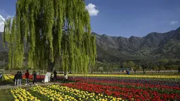 Taman tulip tersebut menjadi salah satu destinasi wisata utama di Srinagar yang berhasil menarik perhatian wisatawan dari seluruh dunia. (Photo by TAUSEEF MUSTAFA / AFP)