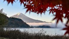 Gunung Fuji, gunung tertinggi di Jepang dengan ketinggian 3.776 meter (12.460 kaki), terlihat di balik daun-daun musim gugur dari kota Fujikawaguchiko, Prefektur Yamanashi, pada Senin 17 November 2025 pagi hari. Gunung Fuji dengan bentuk kerucut yang nyaris sempurnamenjadikannya salah satu gunung paling estetis di dunia. (Caroline GARDIN/AFP)