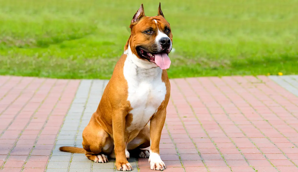 Sebagai anjing petarung, pitbull tetap memiliki naluri menyerang. Maka dari itu pemilik pitbull diharapkan lebih waspada dan mengawasi peliharaannya ini agar tidak menimbulkan luka serius pada korban. (istockphoto.com)