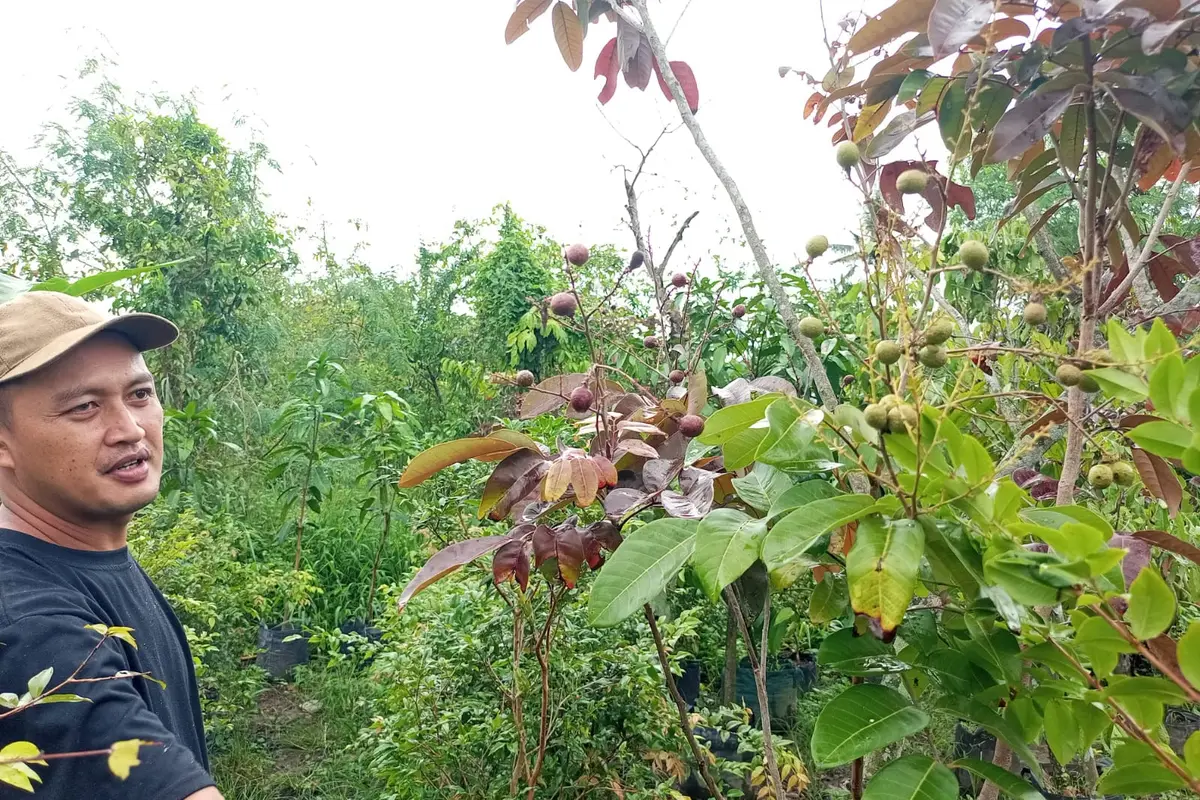 Budidaya Tabulampot Berbuah Lebat