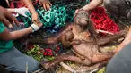 Bayi orangutan memegang ibunya yang kurang gizi usai diselamatkan tim International Animal Rescue di desa Kuala Satong, Kalimantan Barat (10/11). Orangutan dan bayinya melarikan diri dari amukan api yang menghancurkan habitatnya. (AFP PHOTO/Heribertus)