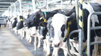 Sapi Australia penghasil protein A2. (dok. KIN)