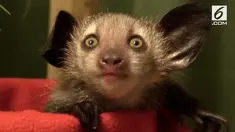 Seekor lemur Madagaskar melahirkan bayi di Duke Lemur Center, Amerika Serikat. Ini kali pertama seekor lemur Madagaskar lahir di Amerika.