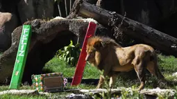 Seekor singa bernama Guapo melihat hadiah yang dibawa pengunjung sebagai bagian dari tradisi Natal di La Aurora Zoo, Guatemala City pada Kamis (19/12/2019). Hari Natal yang jatuh pada 25 Desember membuat sejumlah kebun binatang turut merayakannya dengan cara yang unik. (Orlando  ESTRADA/AFP)