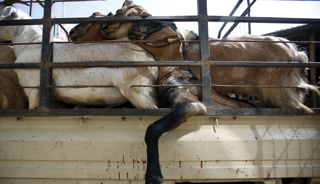 Kambing - kambing saat diangkut untuk dijual kesalah satu pasara ternak di Kathmandu, Nepal, Kamis (15/10/2015).  Kambing - kambing ini akan dijual untuk dikorbankan dalam peringatan festival keagamaan ini. (REUTERS/Navesh Chitrakar)