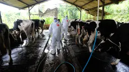 Petugas Dinas Peternakan dan Perikanan Kabupaten Bogor saat melakukan penyuntikan vaksin Penyakit Mulut dan Kuku (PMK) di kandang sapi perah milik warga di Situ Udik, Bogor, Jawa Barat, Selasa (21/6/2022). Puluhan sapi perah di pusat sapi perah terbesar di Bogor ini mati dan ratusan lainnya terjangkit penyakit PMK. (merdeka.com/Arie Basuki)