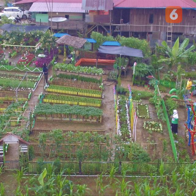 Kreatif Desa Batuah Di Kutai Kartanegara Punya 84 Kebun Cantik Hasil Karya Ibu Ibu Pkk Regional Liputan6 Com