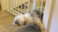 Adegan Lucu Anjing Kabur dari Kurungan