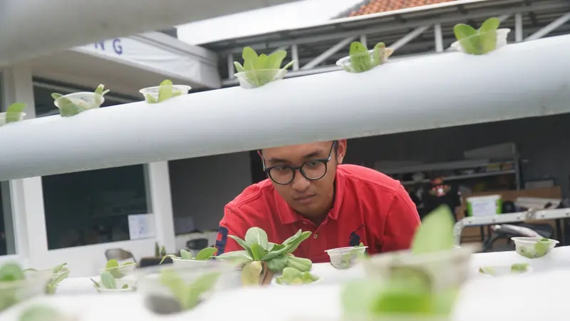 Berkebun hidrponik