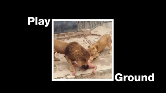 Ingin Bunuh Diri, Pria Ini Nekat Masuk Kandang Singa