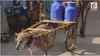 Seekor anjing berusia 8 tahun rutin mengantar susu ke rumah penduduk. Anjing ini dilatih oleh pemiliknya yang merupakan pedagang susu di India.