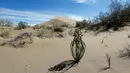 Sejumlah tanaman tumbuh di atas bukit pasir Taman Nasional Altynemel, Almaty, Kazakhstan, 12 Mei 2016. Bukit pasir yang membentang hingga 3km dan tinggi 30m ini dapat menghasilkan gemuruh bernada rendah yang seolah-olah bernyanyi (REUTERS/Shamil Zhumatov)