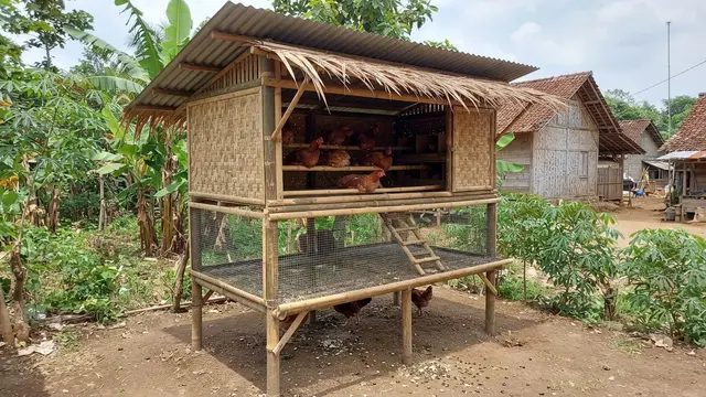 Model Kandang Ayam dengan Tempat Bertengger Bertingkat