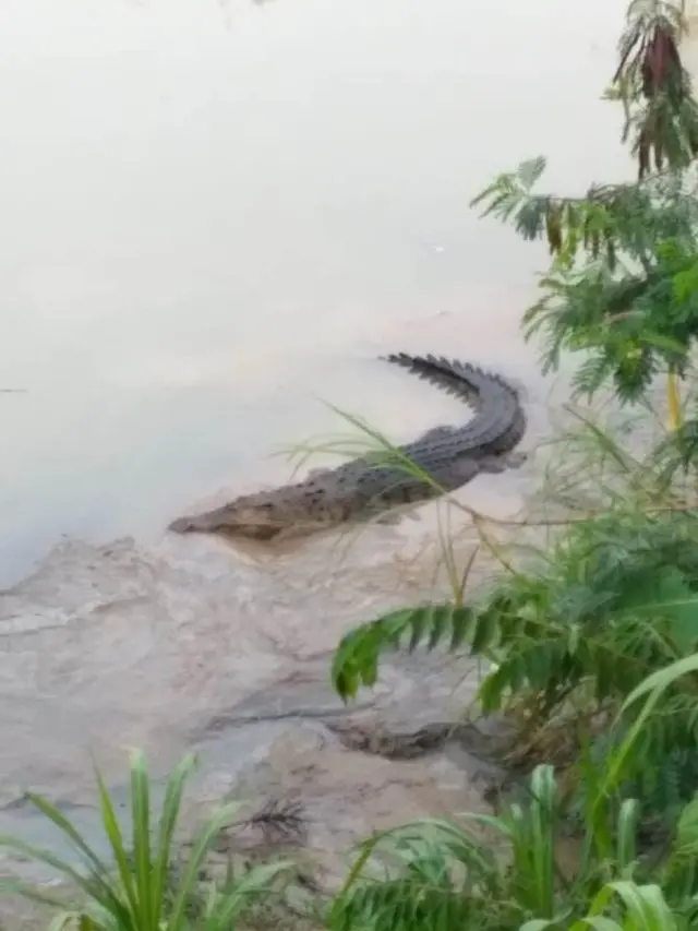 Buaya Sungai Luk Ulo, Kebumen. (Liputan6.com/Mulyadi untuk Muhamad Ridlo)